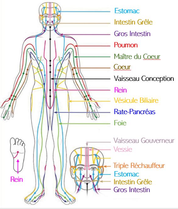 Apprentissage kinésiologie en ligne