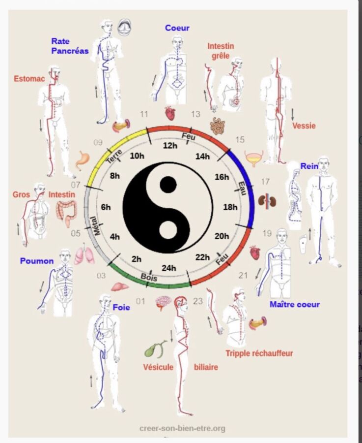Cours kinésiologie à distance