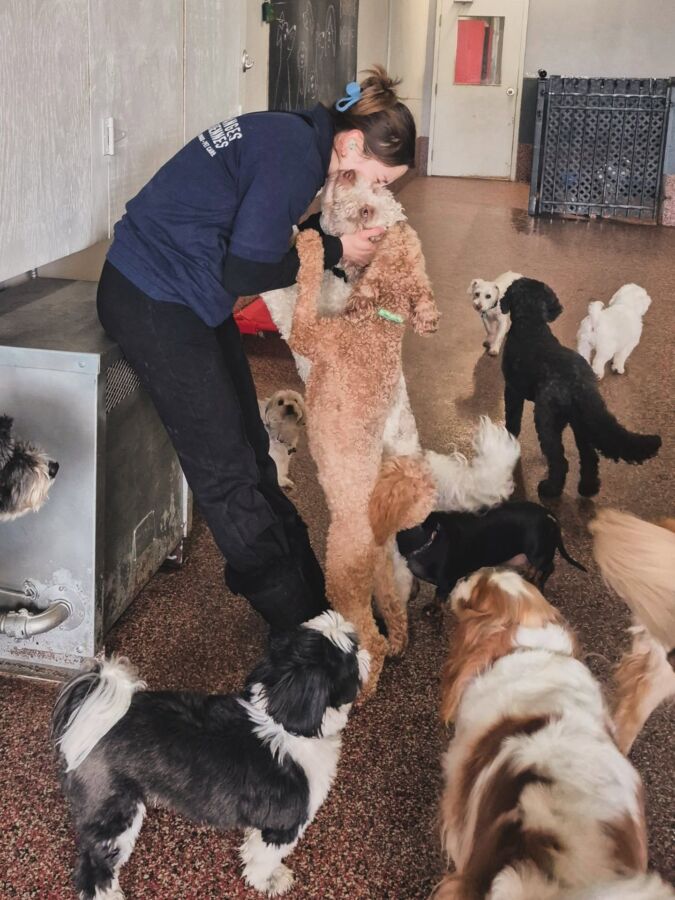 Certification d'État soins animaliers