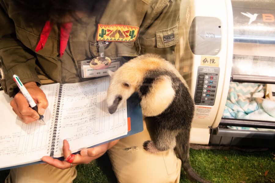 Salaire Soigneur Animalier Zoo : Ce que Vous Pouvez Gagner