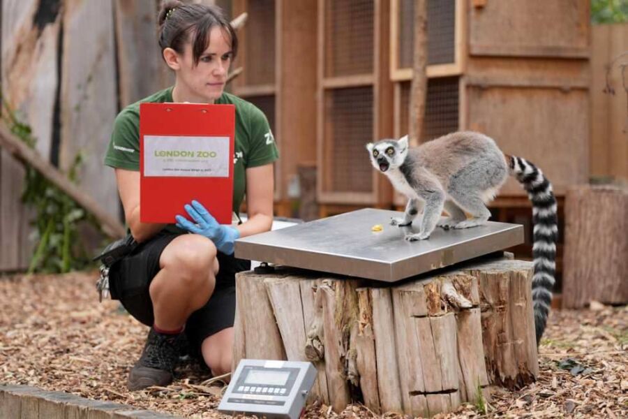 Salaire moyen soigneur animalier
